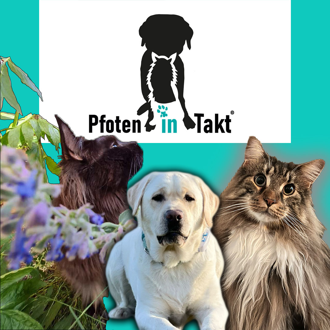 Ganzheitliche Physiotherapie F R Hunde Und Katzen