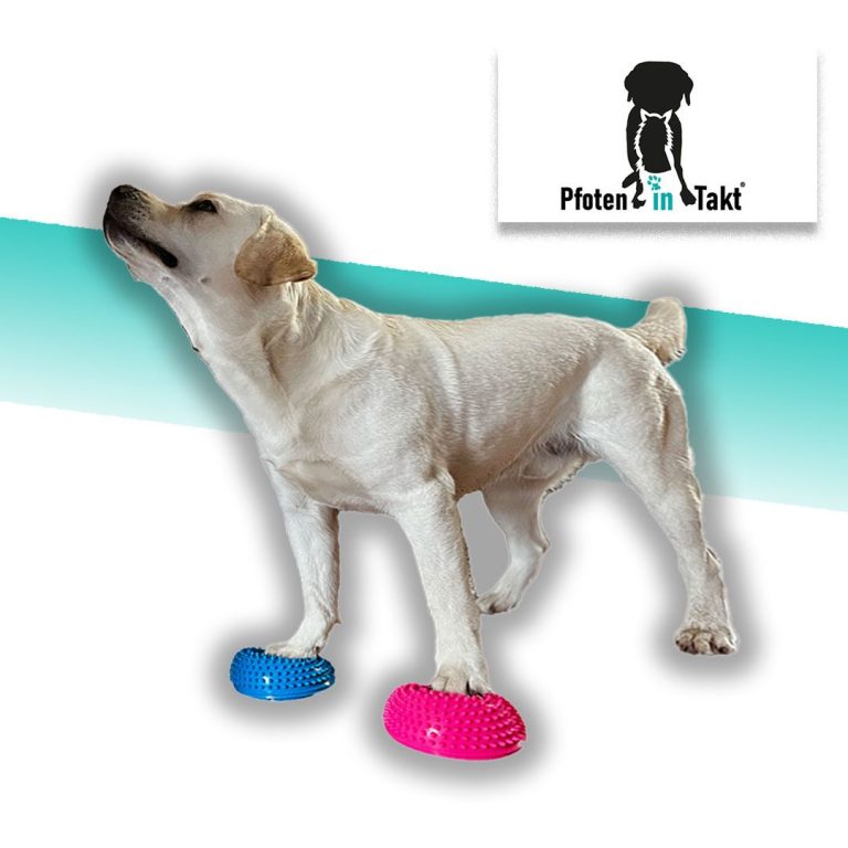 Hund steht auf Balance-Kissen