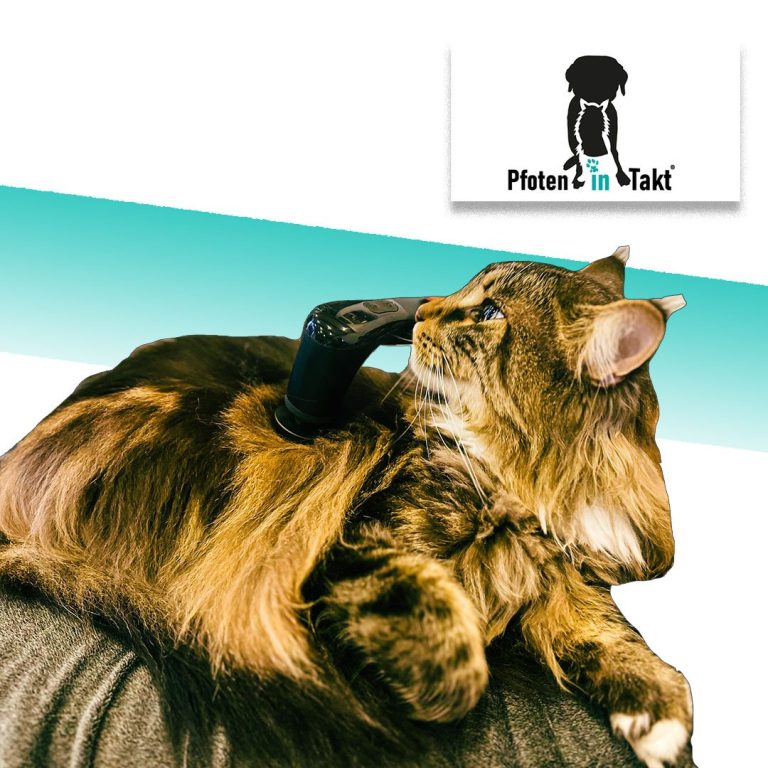 Katze wird mit dem Novafon behandelt