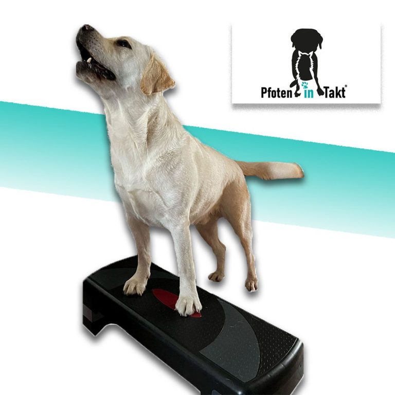 Labrador auf einem Stepper